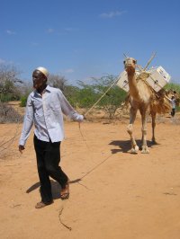 A camel bookmobile.
